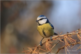 <p>SÝKORA MODŘINKA (Cyanistes caeruleus) ---- /Eurasian blue tit - Blaumeise/</p>